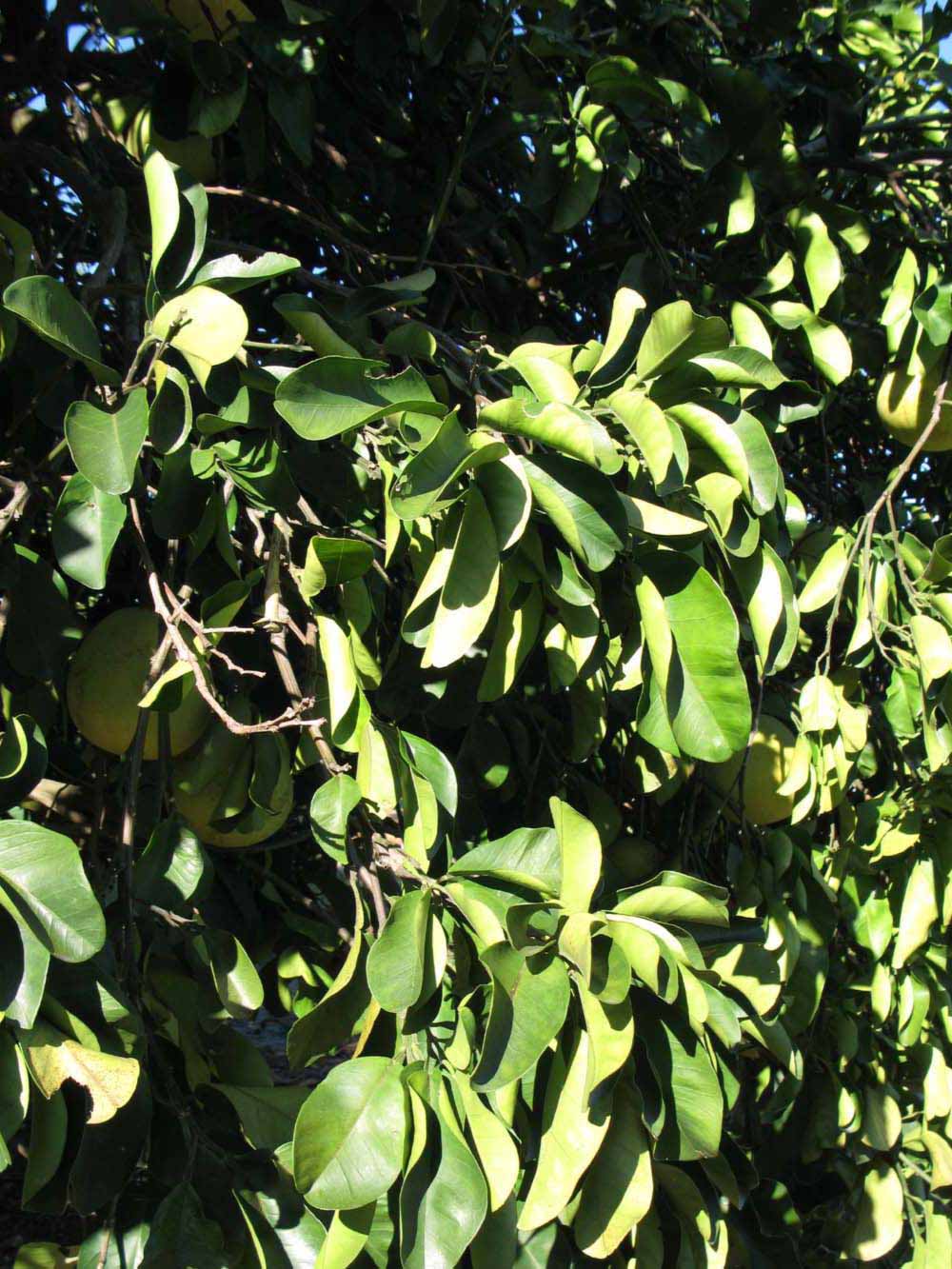              Sun leaves (Winter Haven, FL)       